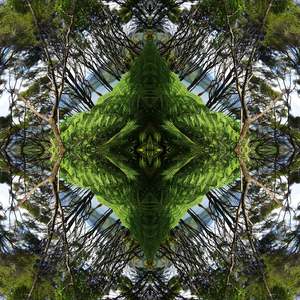 Nz Native Mandala Collection Small Sqaure Prints: Sounds Native 2 - Canvas