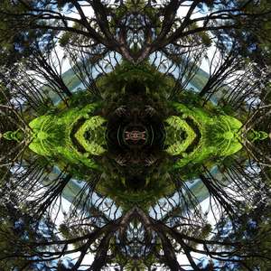 Sounds Native 1 - Canvas