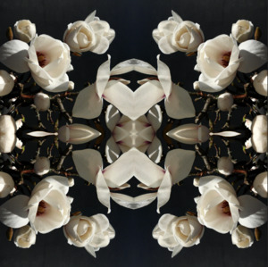 Chakra Bloom: Magnolia Light 1 - Canvas