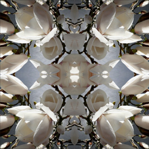 Chakra Bloom: Magnolia Light 2 - Canvas