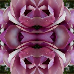 Magnolia Heart 2 - Canvas