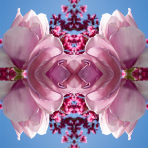 Canvas Prints: Magnolia Heart 1 - Canvas