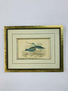 The Dusky Totanus vintage bird print