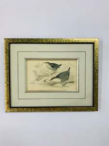 Clocks Mirrors And Frames: Water Ouzel vintage bird print