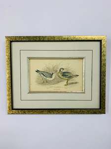 Grey Phalarope vintage bird print