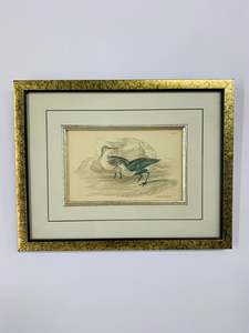 Clocks Mirrors And Frames: Purre Or Dunlin vintage bird print