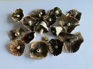 Pottery: Collection of hand made pottery mushrooms