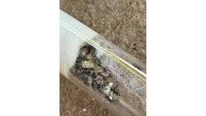 Products: Nylanderia ant Queen with 50+ workers and eggs in tube