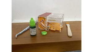 Products: Mayriella abstinens ant colony in T5 ants farm with food