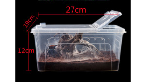Enclosure: Medium (27 x 19 x 12 cm) Terrarium, Transparent, Insect Reptile Amphibious box
