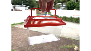 Enclosure: small fish tank, frog, isopods Insect Terrarium box, ant living area (18x11x11cm