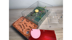 Good colony: Blue Pony Ant (500+) in F5 + large living area = (Rhytidoponera chalybaea)