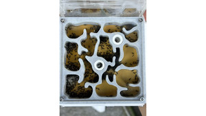 Good colony: Nylanderia super good coloy 500+ colony + W3 farm + living area ( expandable farm)