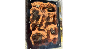 Good colony: Chelaner Antarcticus ant colony in F5 farm (1000+ workers) super good colony