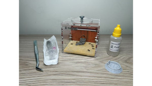 Products: Blue Pony Ant in F1 farm = (Rhytidoponera chalybaea) full set