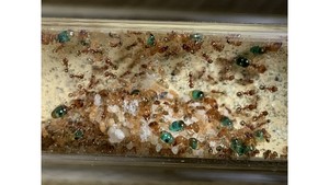 Products: big head ant (Pheidole megacephala) 1x queen, 5+ soldier, 20-50 worker