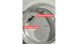 Products: Blue Pony Ant 30+ = sparkly shine ant = (Rhytidoponera chalybaea)