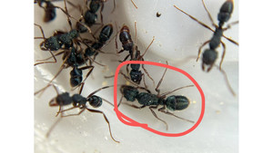 Products: Blue Pony queen colony = sparkly shine ant = (Rhytidoponera chalybaea)