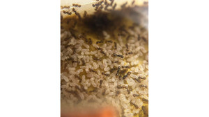 Mayriella abstinens queen with 50+ (self mutil queen species, mini red color)