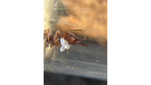 Products: Orectognathus antennatus queen in tube