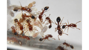 Products: Tetramorium grassii Ant queen ant colony in tube