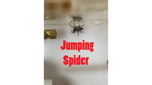 Female Jumping spider