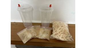 Other insect: 5 x set of Flightless Fruit Fly culture media (with 5 cups, 5 media, wood wool)