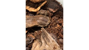 Products: isopods / slaters (Reclined Pill Woodlouse) x 15 in small insect Terrarium