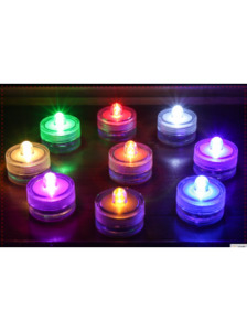 Other insect: Large Spider, isopods, praying mantis, or other insect enclosure L4