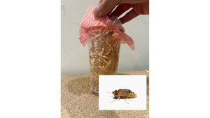 Other insect: Live Wingless Fruitflies - one cup