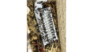 Large food plate (Preventing Ants from Drowning)