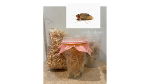 Live Wingless Fruitflies Culture - cycle set