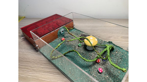 Cement ant Farm: wood style F5 with large Living area