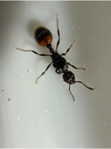 Flat Ants farm: P2 Large Ants farm (size 200x160x100) with cement base