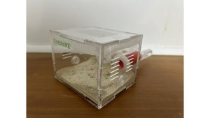Tube ant farm: T3 Double tube farm ={ New queen season }