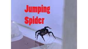 Other insect: Male Jumping spider