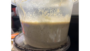 Other insect: Small Microworms Colony (Culture only)