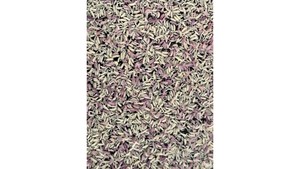 Other insect: springtails Culture