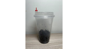 Other insect: springtails Culture - Easy keep cup - Gummy springtail