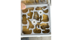 Nylanderia super good coloy 100+ colony + W3 farm + living area ( expandable farm)