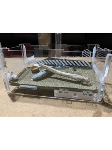 Products: Chelaner Antarcticus ant queen in tube