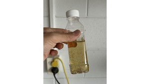 Other insect: Daphnia Culture (100-200 daphnia) ( personal breed)