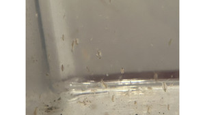 Daphnia: Daphnia Culture (100-200 daphnia) ( personal breed)