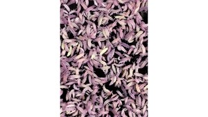 Gummy springtails Culture (gold + purple + red head white)