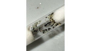Products: Iridomyrmex suchieri queen with 5+ workers