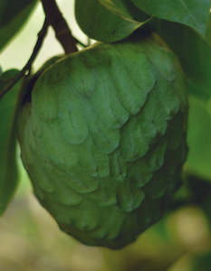 Fruit: Cherimoya