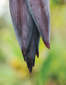 Fruit: Banana Blossoms