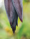 Banana Blossoms