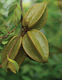 Starfruit