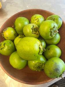 Fruit: Chocolate Sapote